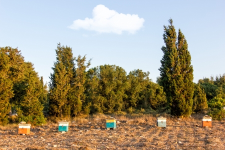 Colorful hives at the forest in the afternoon の写真素材