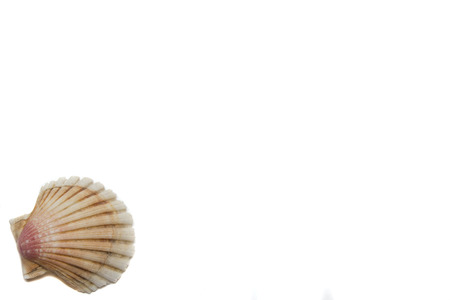 beautiful tropical shells on a white background
