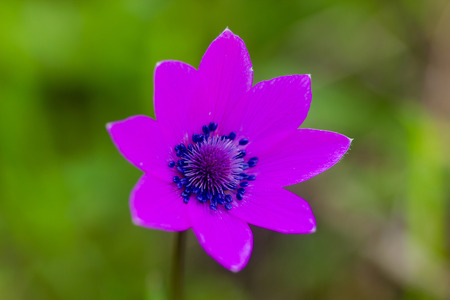 closeup of a rare beautiful flower in the nature of greek island