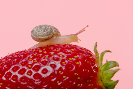 small snail on a fresh strawberryの写真素材