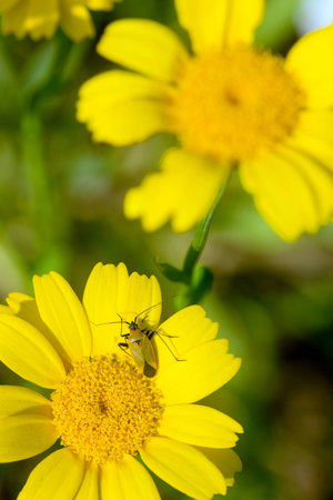 closeup of a rare beautiful yellow flower with insect on it 