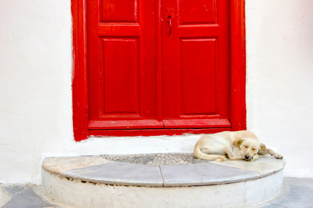 puppy sleeps in front of a red door in mykonos island,Greeceの写真素材
