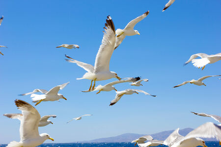 swarm of sea gulls flying close to the beach of mykonos island,Greeceの写真素材