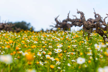 landscape of the beautiful island of Zante in Greeceの写真素材