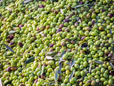 closeup of olives in a mill factory for extracting extra virgin olive oilの写真素材