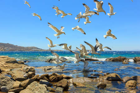 swarm of sea gulls flying close to the beachの写真素材