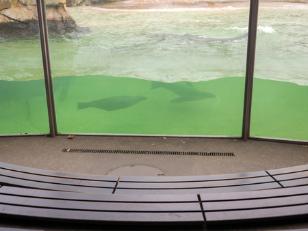 BERLIN, GERMANY - JANUARY 4 2016: Seals swimming around the big pool in the zoo of Berlinのeditorial素材