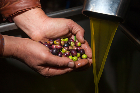 Hands with olives and olive oil pouring from a pipeの写真素材
