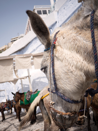 The donkeys of Santorini island in Cyclades used for transportation, Greeceの写真素材