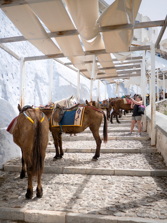 Santorini, Greece - April 7, 2016: Tourist take a photo of the donkeys in Santorini island in Cyclades, Greeceのeditorial素材