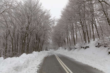 Forest in Pelio covered with snow in the winter timeの写真素材