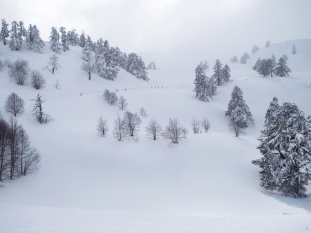 Landscape of fir trees in a  mountain with snow in Greeceの写真素材