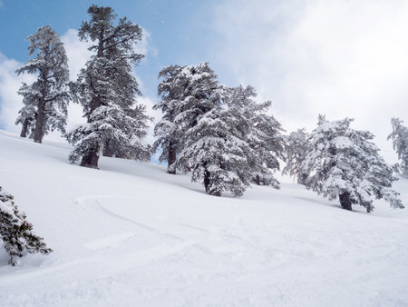 Landscape of fir trees in a  mountain with snow in Greeceの写真素材