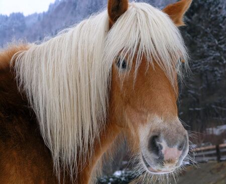 Horseの写真素材