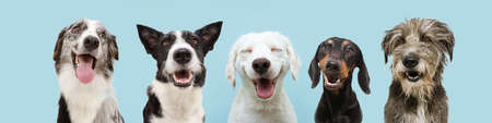 Banner five happy dogs smiling on colored blue backgorund with closed eyes and smile expression in a row.の写真素材