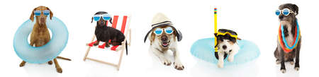 Banner five pets dogs going on summer vacations, dachshund resting on beach chair ans pointer and...