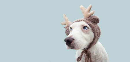 Banner puppy dog celebrating christmas with a reindeer antlers hat looking side. Isolated on blue...