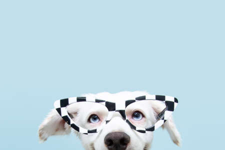 Close up funny dog hide wearing glasses celebrating halloween or carnival. Happy expression. Isolated on blue background.の写真素材