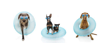 Banner summer dogs inside an inflatable ring in a row. Isolated on white background