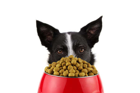 Close-up border collie dog eating in a red bowl food. Isolated on white background.の写真素材