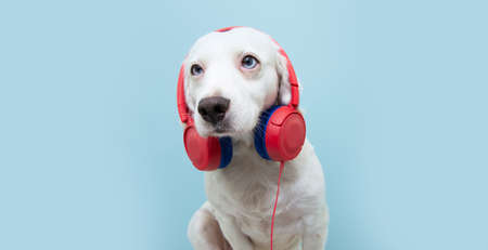 Dog in headphones, blue isolated background. The concept of pets being afraid of loud noises or...