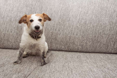 Portrait funny dog mischief. Dirty Jack russell playing on sofa furniture with muddy paws and happy expression.の写真素材