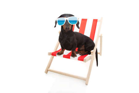 dachshund dog summer resting on beach chair. Isolated on white background.の写真素材