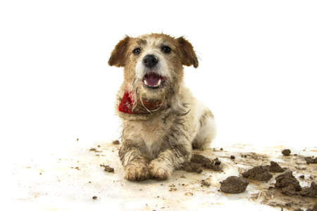 DIRTY DOG. FUNNY JACK RUSSELL PUPPY, LYING DOWN WITH A HAPPY EXPRESSION AFTER PLAY IN A MUD PUDDLE. ISOLATED SHOT AGAINST WHITE BACKGROUND.の写真素材