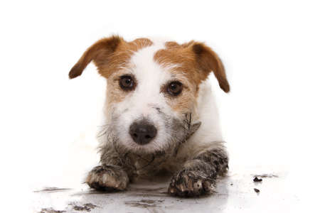 DIRTY DOG PORTRAIT. CUTE JACK RUSSELL AFTER PLAY INA MUD PUDDLE WITH A GUILTY EXPRESSION. ISOLATED ON WHITE BACKGROUND.の写真素材