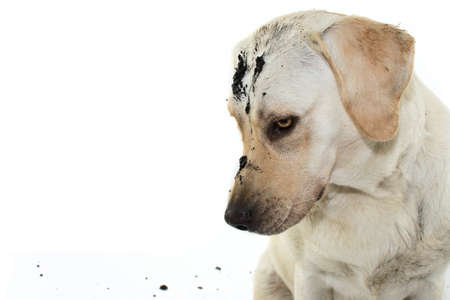 DIRTY MISCHIEF DOG. LABRADOR AFTER PLAY IN A MUD PUDDLE WITH GUILTY EXPRESSION. ISOLATED AGAINST WHITE BACKGROUND.の写真素材