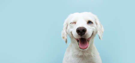 Happy dog puppy winking an eye and smiling on colored blue backgorund with closed eyes.の写真素材