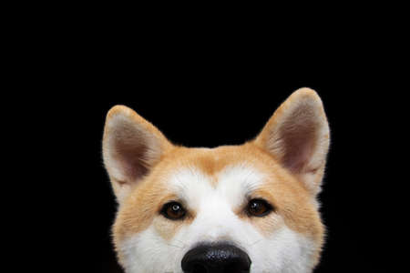 Hide akita dog looking. Isolated on black background.の写真素材