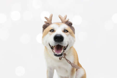 Akita dog christmas reindeer antlers costume. Isolated on white background.の写真素材