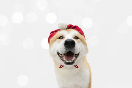 Akita dog celebrating christmas with a red hat. Isolated on white background.の写真素材