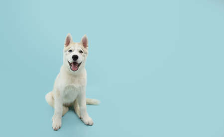 Portrait siberian husky puppy dog sitting with a happy expression. Isolated on blue background.の写真素材