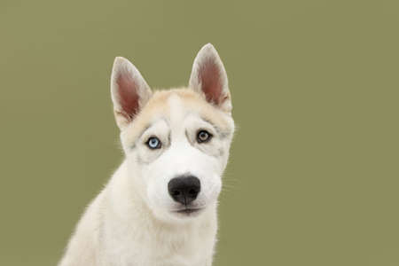 Portrait siberian husky dog with serious expression. Isolated on green background.