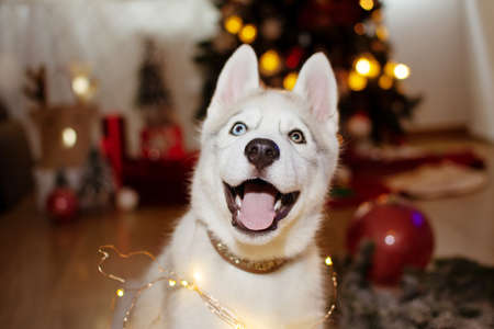 Happy husky puppy dog celebrating holidays below christmas tree lightsの写真素材