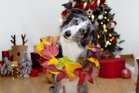 Border collie dog tilting head celebrating christmas with a crown or garland and decoration.の写真素材