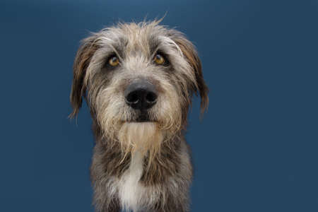 Serious furry dog looking at camera. Isolated on blue background.