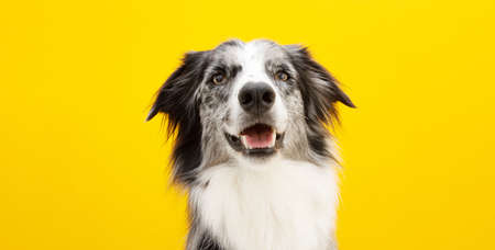 Portrait happy border collie dog looking at camera. Isolated on yellow colored background.の写真素材