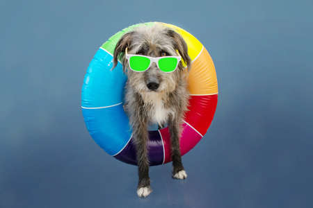 Funny dog pet going on summer vacations with a colorful ring inflatable and sunglasses. Isolated on...
