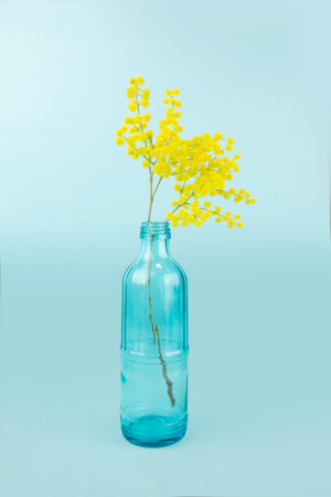 Fresh flowers in bottle, Glass bottle is reused to decorate with yellow mimosas. Isolated on blue backgroundの写真素材