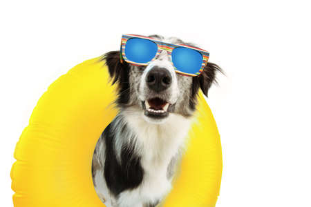 dog summer going on vacation inside of yellow inflatable float pool and wearing sunglasses. Happy expression. Isolated on white background.の写真素材