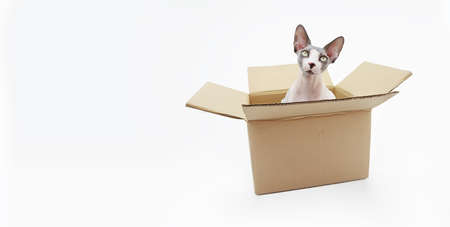 Portrait funny sphynx cat looking out of the carton box isolated on white backgroundの写真素材