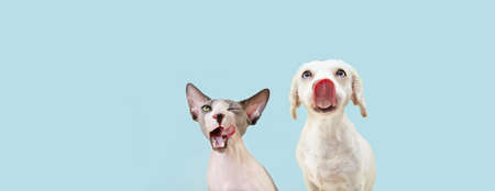 Banner two hingry hungry pets, sphynx cat and dog licking its lips. Isolated on blue pastel backgorund.の写真素材