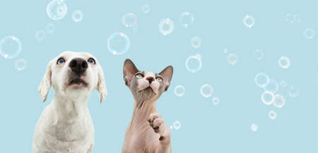 Banner two attentive pets dog and cat looking up. Isolated on blue backgoround with soap bubblesの写真素材