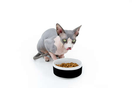 Sphynx cat eating food in a bowl licking its lips. Isolated on white background