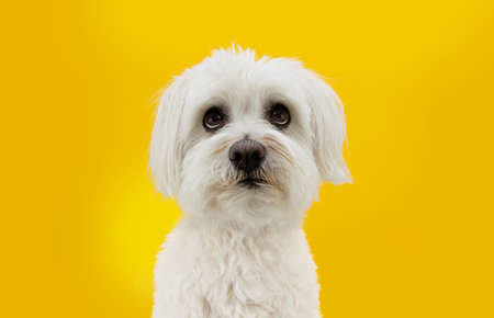 Funny maltese dog looking up with begging expression. Isolated on yellow backgroundの写真素材
