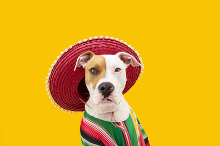 Funny American Staffordshire dog celebrating carnival, hallowen or new year dressed as a mexican....