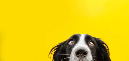 Close-up border collie dog head looking. Isolated on yellow background.の写真素材